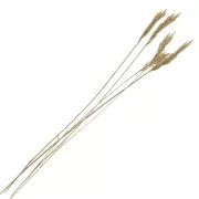 Dried Spiga D'Oro wheat for DIY creations x5 stalks