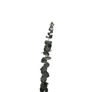 Eucalyptus baby blue - Dried flower for DIY creations x1 stalk