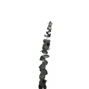 Eucalyptus baby blue - Dried flower for DIY creations x1 stalk