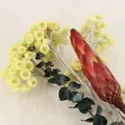 Eucalyptus baby blue - Dried flower for DIY creations x1 stalk