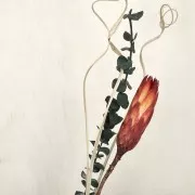 Eucalyptus baby blue - Dried flower for DIY creations x1 stalk