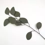 Eucalyptus with round leaves - Dried flower for DIY creations x1 stalk