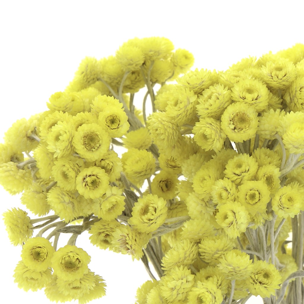 Dried flower heads Immortelle du Var Yellow for DIY creations x1