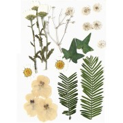 Assortment of dried flowers and leaves for DIY creation - White x1