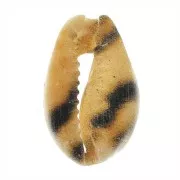 15 to 20mm - One-side Dyed Cauri shell - Tiger - Natural x1
