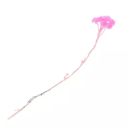 Dried flower for DIY creation - Immortelle du Var Rose x1