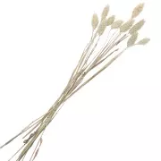 Dried flower for DIY creation - Fleurs de Phalaris Naturelle x1