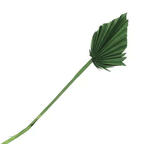 Dried palm leaf for DIY creation - Green x1