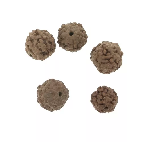 8mm Rudraksha natural seed beads - shiva tears x10