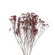 Dried red gypsophila flower for DIY creations x1 stalk
