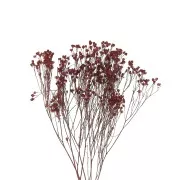 Dried red gypsophila flower for DIY creations x1 stalk