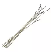 Lavender - dried flower for floral arrangement x10 stalks