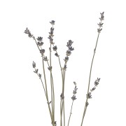 Lavender -  dried flower for floral arrangement x10 stalks