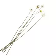 Immortelle d'Australie White - dried flower for floral arrangement x5 stalks