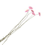Immortelle d'Australie Pink - dried flower for floral arrangement x5 stalks
