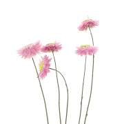 Immortelle d'Australie Pink - dried flower for floral arrangement x5 stalks
