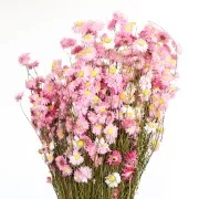 Immortelle d'Australie Pink - dried flower for floral arrangement x5 stalks