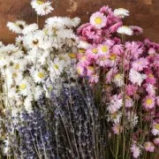 Immortelle d'Australie Pink - dried flower for floral arrangement x5 stalks