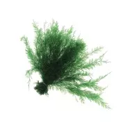 Green neptune plant - dried flower for floral arrangement x1 bouquet