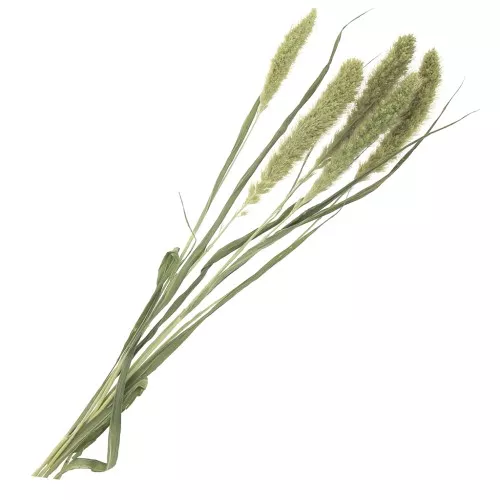 Dried Green Foxtail Flowers for floral arrangement x5 stems