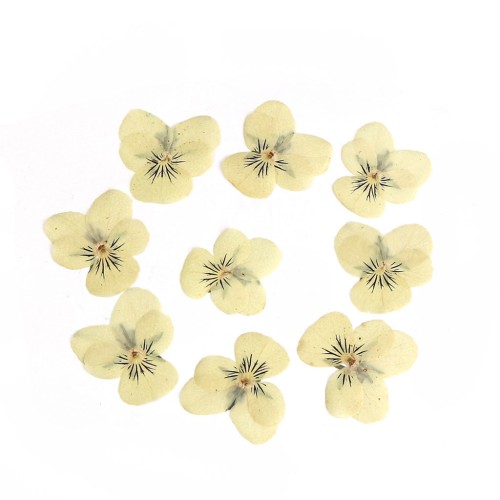 Dried and pressed light yellow pansy flowers on board for DIY creation x1