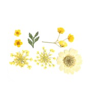 Assortment of dried and pressed flowers on board for DIY creation - Yellow x1|raw }}