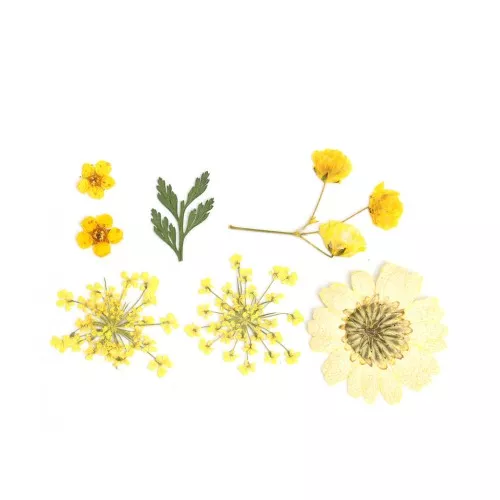 Assortment of dried and pressed flowers on board for DIY creation - Yellow x1