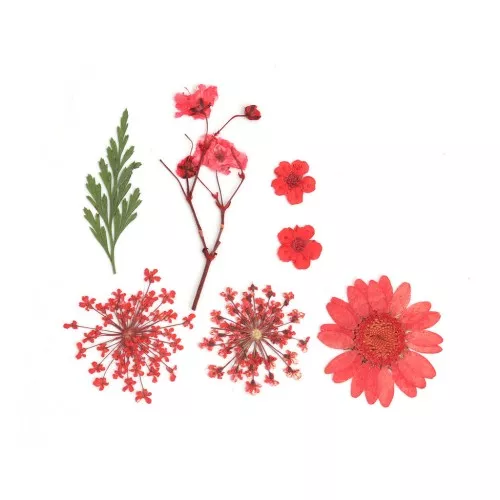 Assortment of dried and pressed flowers on board for DIY creation - Red x1