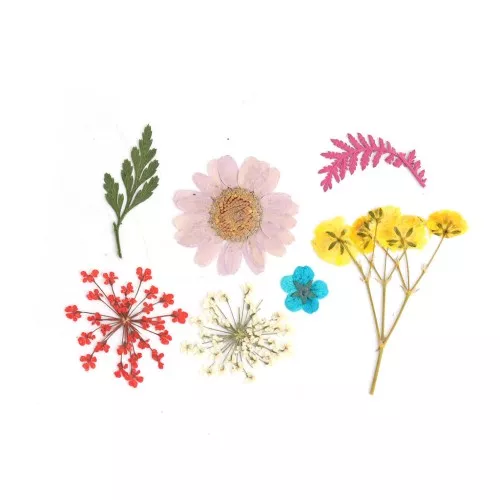 Assortment of dried and pressed flowers on board - Multicolored x1