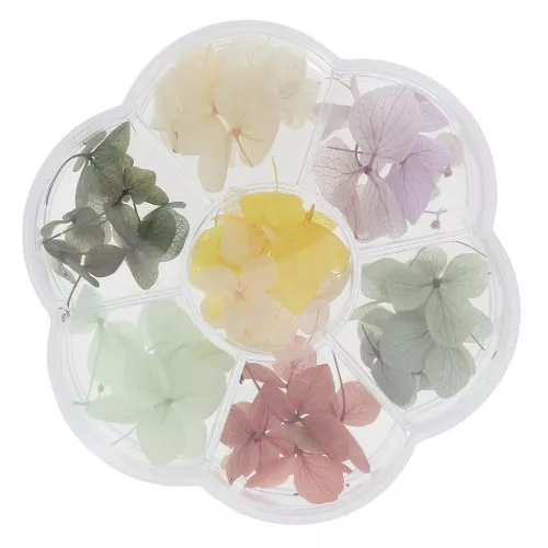 Boxed assortment of dried & pressed flowers - Multicolour