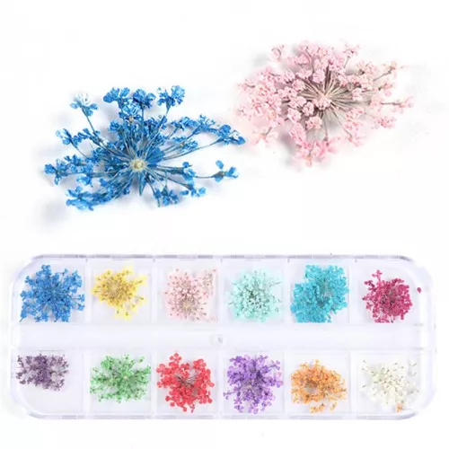 Boxed assortment of 25 dried and pressed flowers and leaves - Multicolored x1