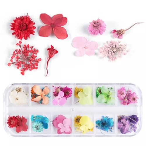 Boxed assortment of 48 dried and pressed flowers and leaves - Multicolored x1