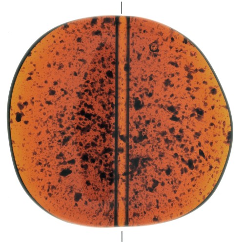 37x39mm Irregular transparent resin puck - Spotted Amber x1