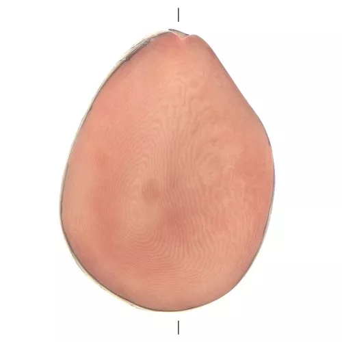 35-50mm Irregular Tagua seed - Salmon x1