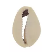 Assortment of half shells Cauri 18 to 20 mm - Natural x10