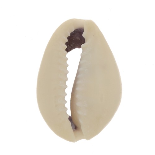 Assortment of half shells Cauri 18 to 20 mm - Natural x10