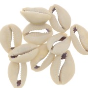 Assortment of half shells Cauri 18 to 20 mm - Natural x10