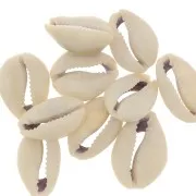 Assortment of half shells Cauri 18 to 20 mm - Natural x10
