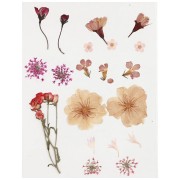 Dried & pressed flower assortment on board for DIY creation - Light pink x1|raw }}