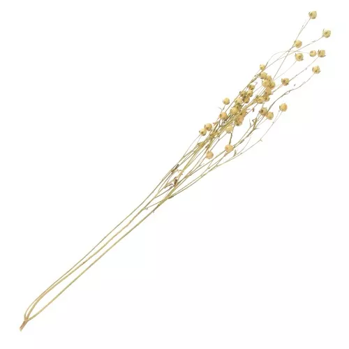 Dried linen for flower decoration x1 stem