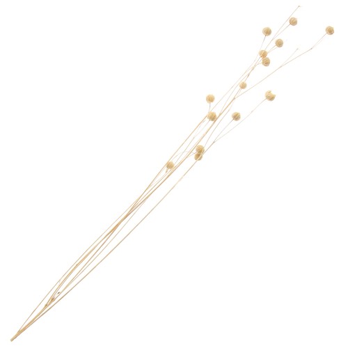 Natural dried flax for flower arrangement x1 stem