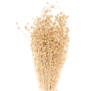 Natural dried flax for flower arrangement x1 stem