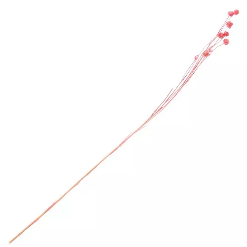 Pink dried flax for flower arrangement x1 stem