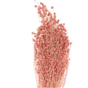 Pink dried flax for flower arrangement x1 stem