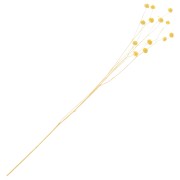 Yellow dried flax for flower arrangement x1 stem|raw }}