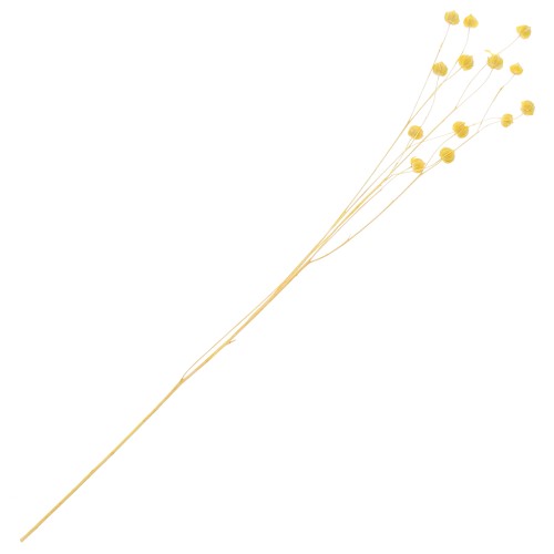 Yellow dried flax for flower arrangement x1 stem