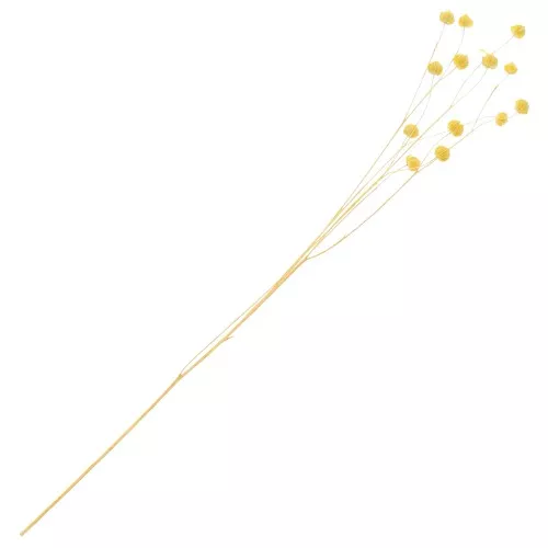 Yellow dried flax for flower arrangement x1 stem