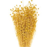 Yellow dried flax for flower arrangement x1 stem