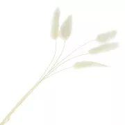 Dried Lagurus - white - for flower arrangement x5 stems
