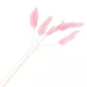 Dried Lagurus - pink - for flower arrangement x5 stems